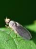 Phytomyza rufipes